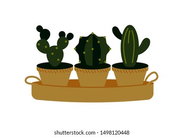 Vector illustration of potted cactuses isolated on white. Home plant in a pot. Interior design element.