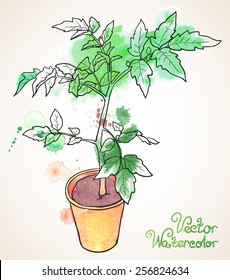 Vector illustration of potted green seedling of tomato. Painted with watercolor splashes and black outlines. Vector illustration. Vectorized illustration.