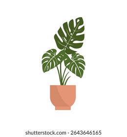 Vector illustration of potted monstera plant in flat style. Botanical project. Suitable for home decoration.
