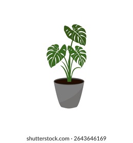 Vector illustration of potted monstera plant in flat style. Botanical project. Suitable for home decoration.
