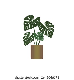 Vector illustration of potted monstera plant in flat style. Botanical project. Suitable for home decoration.
