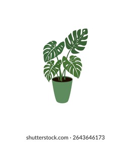 Vector illustration of potted monstera plant in flat style. Botanical project. Suitable for home decoration.
