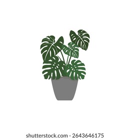 Vector illustration of potted monstera plant in flat style. Botanical project. Suitable for home decoration.
