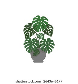 Vector illustration of potted monstera plant in flat style. Botanical project. Suitable for home decoration.
