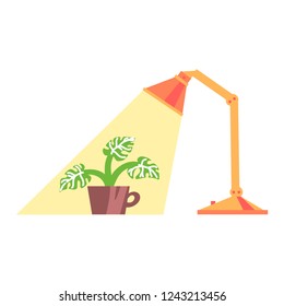 Vector illustration, potted plant under the lamp light, flat style. Can be used as interior elements, home decoration, applicable for plants care leaflets, hygge illustrations etc.