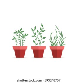 Vector illustration of potted plants, three pot decoration garden plants