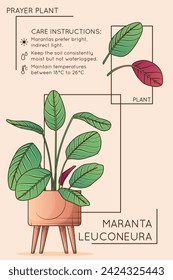 Vector illustration of potted prayer plant. Care instruction of maranta leuconeura. Design for brochure or poster, flower shop, home garden concept.