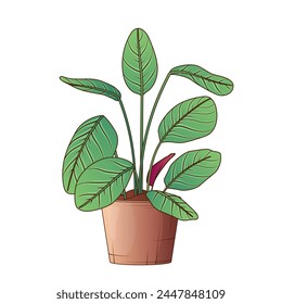 Vector illustration of potted prayer plant. Potted of maranta leuconeura. Design for brochure or poster, flower shop, home garden concept.