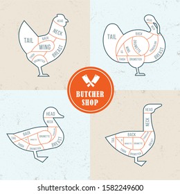 Vector illustration of poultry cutting consisting of four illustrations of different farm birds with a butcher cutting scheme. With butcher shop logo.