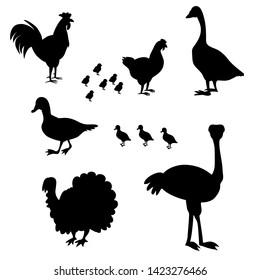 Vector illustration with poultry farm`s birds.Black silhouette on white background.Set.Isolated elements.Ostrich,rooster,hen,chicken,duck,duckling,turkey,goose.