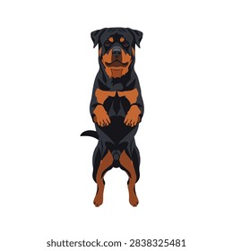Vector Illustration of a Powerful Rottweiler Dog Standing on Its Hind Legs Isolated on White Background