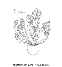 vector illustration predatory plant Sarracenia hand line contour and text on a white background