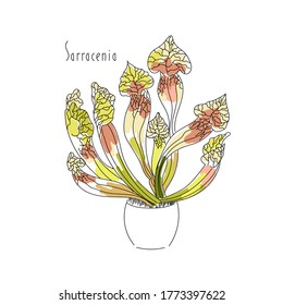 vector illustration 
predatory plant Sarracenia hand line contour and text on a white background