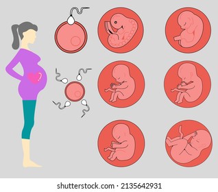 vector illustration of pregnancy process. the process of pregnancy development from fertilization of the seed to the fetus into a baby in the mother's womb