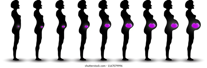 Vector illustration of pregnant female silhouettes. Changes in a woman's body in pregnancy