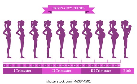 Vector illustration of pregnant female silhouettes. Changes in a woman's body in pregnancy. Pregnancy stages, trimesters and birth, pregnant woman and baby. Infographic elements 