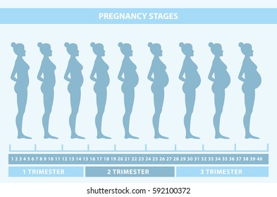 Vector illustration of pregnant female silhouettes. Changes in a woman's body in pregnancy. Pregnancy stages, trimesters and birth, pregnant woman and baby. Infographic elements