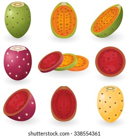 Vector illustration of prickly pear fruit also known as opuntia, cactus fig or tuna