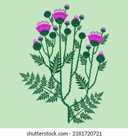 vector illustration of prickly thistle blossoms