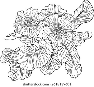 vector illustration of primrose, on isolated white background
