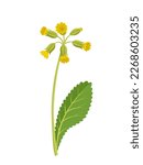 Vector illustration, Primula veris, cowslip, or primrose cowslip, herb plant, isolated on white background.