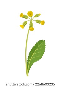 Vector illustration, Primula veris, cowslip, or primrose cowslip, herb plant, isolated on white background. svg
