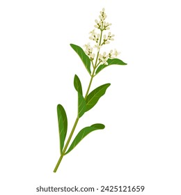 Vector illustration, privet plant, scientific name Ligustrum vulgare, isolated on white background.