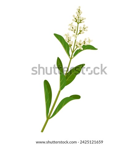 Vector illustration, privet plant, scientific name Ligustrum vulgare, isolated on white background.