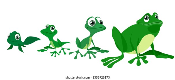 Vector illustration of the process of growing a frog