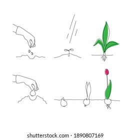 Vector illustration of the process of planting and growth of plants, flowers. Black and white drawing with colored spots.