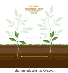 Vector illustration of proper planting. Spacing between plants. Optimal distance. Helpful information