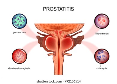 Anatómia Prostati