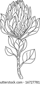 
Ilustración vectorial de una protea. Dibujo de línea. flores exóticas. Postales.