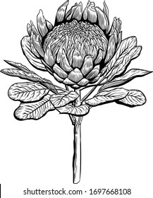 Vector illustration of a protea. Line drawing. Exotic flower. Postcard
