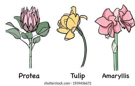vector illustration of protea, tulip, amaryllis.