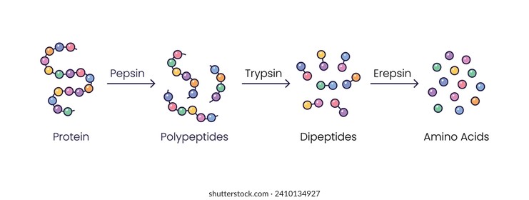 Vektorgrafik der Proteinverdauung. Pepsin, Trypsin und Erepsin-Enzyme-Effekt auf das Proteinmolekül