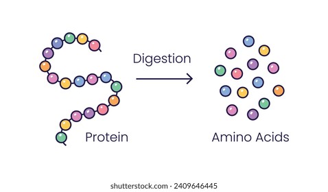 Vector illustration of protein digestion. Protease enzyme effect on protein molecule