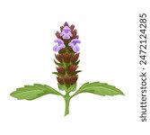 Vector illustration of Prunella vulgaris, the common self-heal, heal-all, woundwort, heart-of-the-earth, isolated on white background.