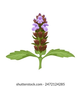 Ilustración vectorial de Prunella vulgaris, la planta común autocurable, curativa, herbácea, corazón de la tierra, aislada sobre fondo blanco.