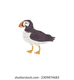 Vector illustration of an puffin, unique bird with a bright beak. Concept of sea birds in hand drawn cartoon design style, isolated on white background