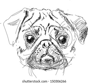 Vector illustration of pug dog head  isolated