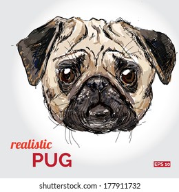 Vector illustration of pug dog head  isolated