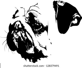 Vector illustration of pug dogs muzzle, isolated on white background