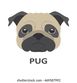 Vector illustration of pug in flat style.