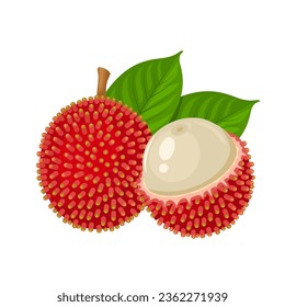 Vector illustration, pulasan fruit, scientific name Nephelium ramboutan, isolated on white background.