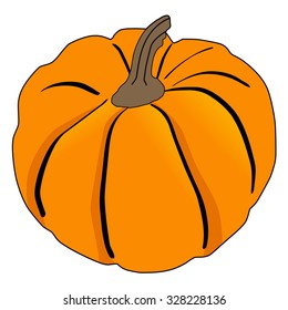 vector illustration of pumpkin, autumn vegetable