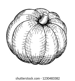 Vector illustration. Pumpkin black and white hand-drawn sketch. Line art.