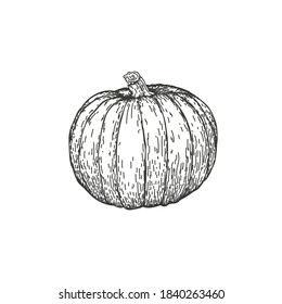 Vector illustration of a pumpkin drawn by hand. Isolate the pumpkin and cut it in half. Plant engraving illustrative style. Detailed sketch of vegetarian food. Products on the agricultural market