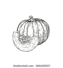 Vector illustration pumpkin drawn