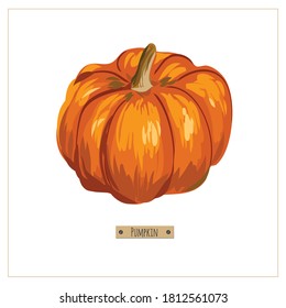 Vector illustration of pumpkin. Excellent for the design of postcards, posters, stickers and so on.
